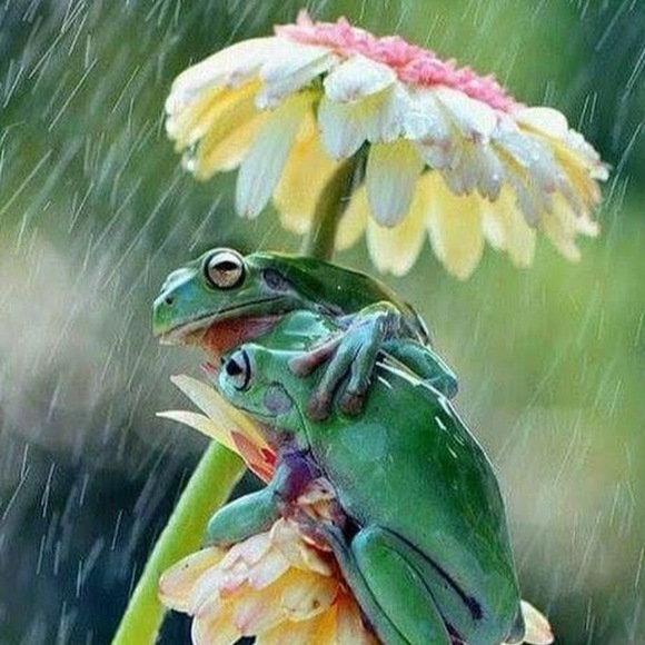 Meet your Posher, Crystal - Picture 1 of 1